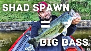 How to Fish the Shad Spawn for Largemouth Bass