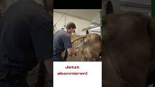 Besamung von Kühen mit Kamera! Die EyeBreed für Eigenbestandsbesamer. #landwirtschaft #shorts