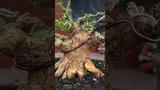 Belajar bonsai sancang #bonsai #pamnas #pamerandankontesbonsai #berkebun #pameranbonsai