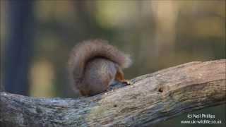 Best of UK wildlife