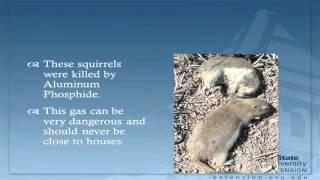 Ground Squirrel Control Methods