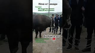 Бу кайси зот#buqaboqish #mol #cow #hokiz #qoybozor #buqalar #molbozor #qoy #bozor #funny