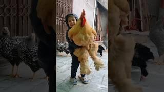 World's Biggest Chicken   #chicken #birds #rooster