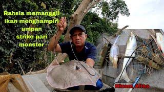 KONGSI RAHSIA MEMANGGIL IKAN MENGHAMPIRI UMPAN,STRIKE IKAN PARI BESAR