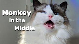 Cat Plays Monkey in the Middle