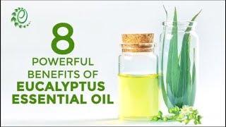 8 Powerful Benefits Of Eucalyptus Essential Oil | Organic Facts