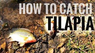 How to Catch Tilapia (Bream/Kurper)