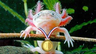 Axolotl Olympics