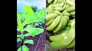 #banana #export #for #iran