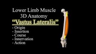 Quadriceps Vastus Lateralis Muscle 3D Anatomy, Origin, Insertion, Course, Innervation & Action