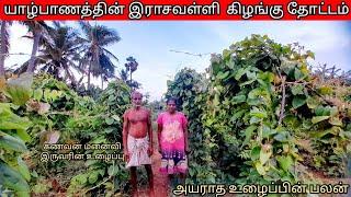 யாழ்பாணத்தின் இராசவள்ளி கிழங்கு தோட்டம்/purple yam garden in jaffna/srilankan boy