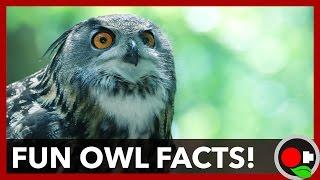 6 Owl Facts You Should Know