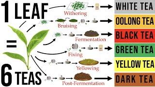 Tea Processing Explained in Full: How Raw Tea Leaves are Transformed into the 6 Major Tea Types