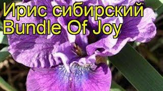 Ирис сибирский Пучок Радости. Краткий обзор, описание характеристик iris sibirica Bundle Of Joy