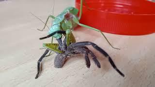 Praying mantis eating spider (tarantula)