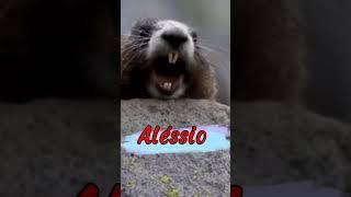 Ô Aléssio #shortshumor #entreterimento #memes #nomes #shortsportugal #zueira #marmota #alessio