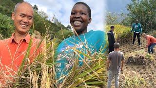 The rice is ready! Our whole family is out harvesting