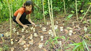 Mushroom picking, gardening, cooking my farm life, Bàn Thị Diết