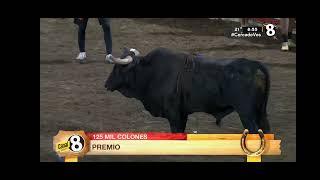 Toros de Zapote de canal 8 Costa Rica 