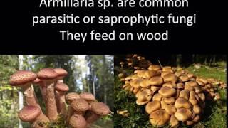 Armillaria foxfire, fungus induced glowing wood