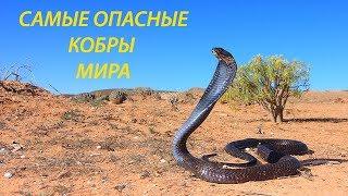 Самые опасные кобры мира