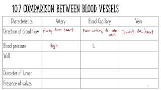 Blood vessel