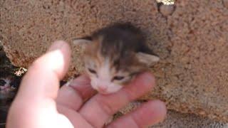 The stuck kitten shouts for help