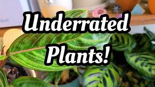 Top 10 Underrated Plants in my Collection!!  houseplants that don't get the hype they deserve (imo)