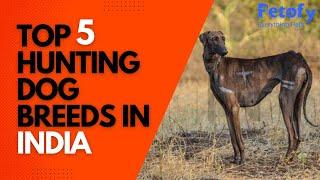 TOP 5 HUNTING DOG BREEDS IN INDIA