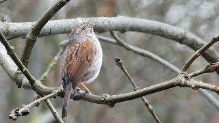 Dunnock Song