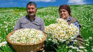 Chamomile Harvesting and Canning for Winter