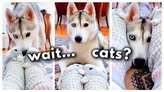 I Can’t Believe How My HUSKY Reacted When I Showed Her These Socks! (Too funny! ) 