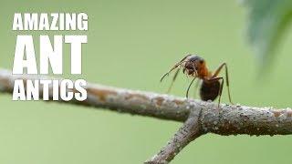 Amazing Ant Antics: Wood ants