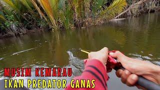 Mancing ikan predator muara Blackbass, Kakap Merah, GT dan Kerapu