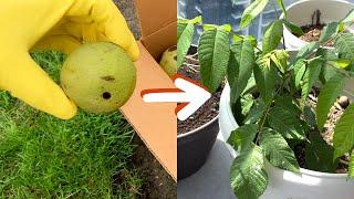 Growing Black Walnut Trees From Seed - 0 to 1 year