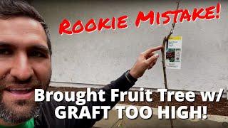 UGH.. I Made A ROOKIE MISTAKE!  | Tree Graft is TOO HIGH! | Cherry Tree
