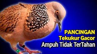 The Best Sound of the TEKUKUR Pikat Bird Calling Your Opponent