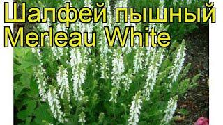 Шалфей пышный Мерло Вайт. Краткий обзор, описание характеристик salvia superba Merleau White