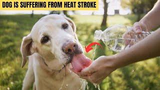 12 warning signs your dog is suffering from heat stroke , Animal KingdomX