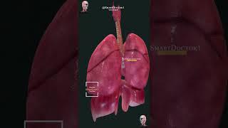 The heart and the respiratory system. 🫀🫁