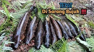 Tepat di Sarang Bujuk‼️Dari Yang BAYI Sampai BABON Ada di Parit Ini