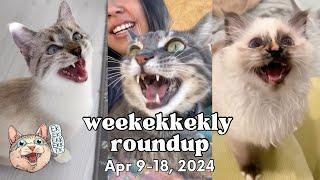 ekekekkekkek compilation - Cat Chirps, Chitters & Clicks (Weekly Roundup: Apr 9-18, 2024)