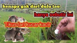 Cara ampuh mengusir hama tikus di sawah