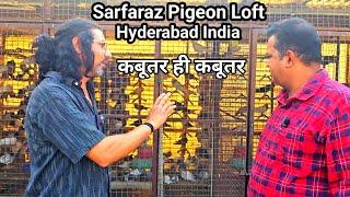 Sarfaraz Pigeon Loft | Hyderabadi Kabootar | Rampuri Kabootar Teddy Kabootar | Ambarsare Kabootar