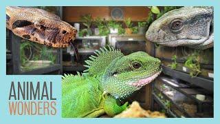 Full Reptile Room Tour! | All Our Herps