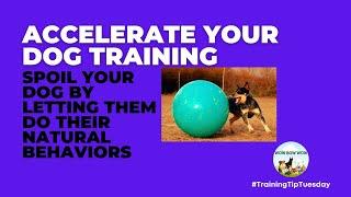 Accelerate Your Dog Training