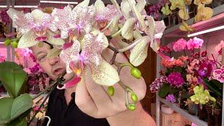 Удобрение ЦВЕТУЩИХ орхидей и орхидеи цветут годами с торфяным стаканом под основанием