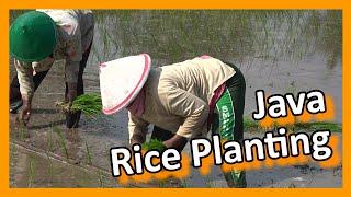 Indonesia - Java - Work on the rice fields near Yogyakarta