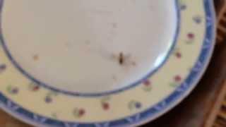 Fly eats sugar