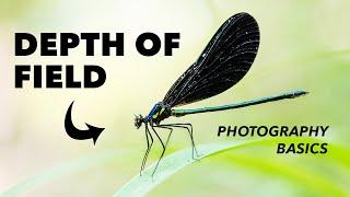 How to Use Depth of Field in Photography - Explained